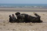 CANE CORSO 846